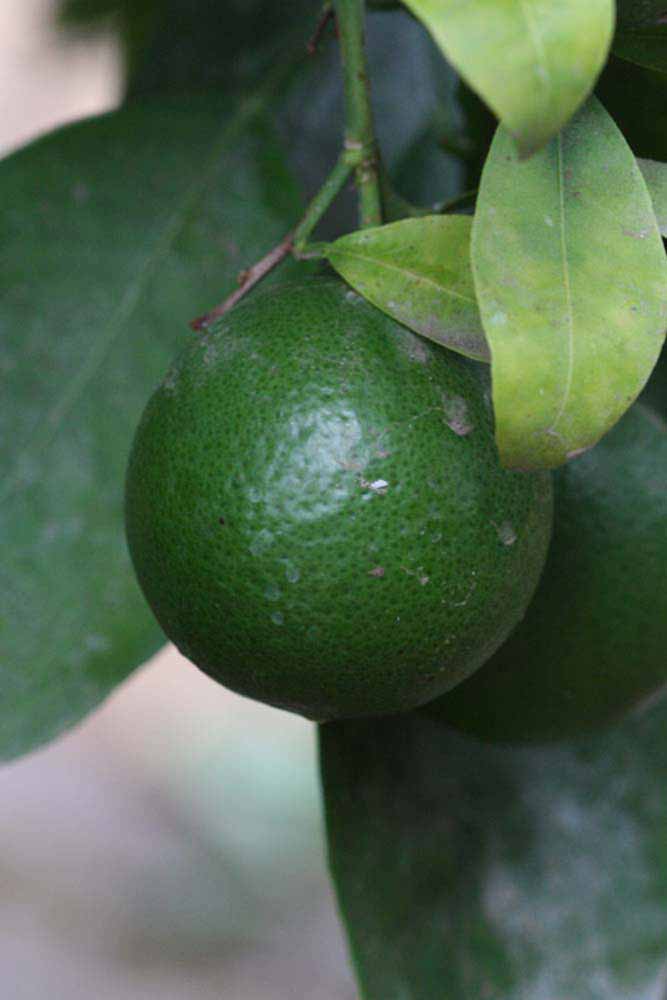            Immature fruit (Riverside, CA)   